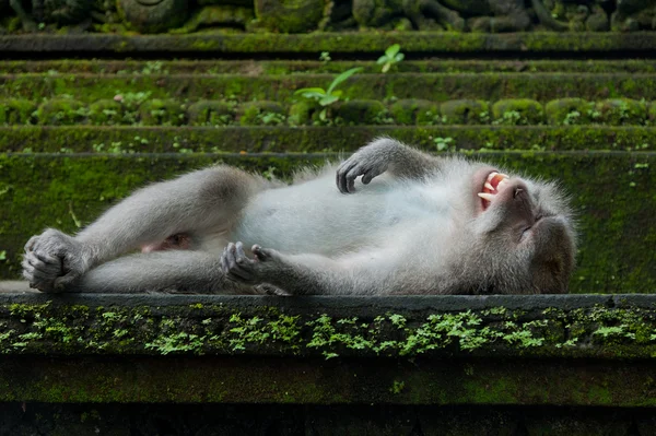 Monkey sleep on the stone