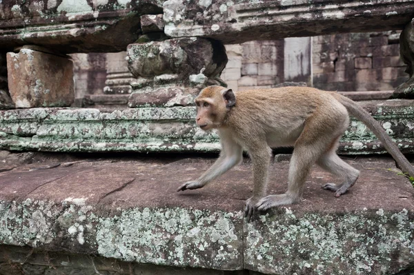 Monkey walks on the stone — Stock Photo, Image