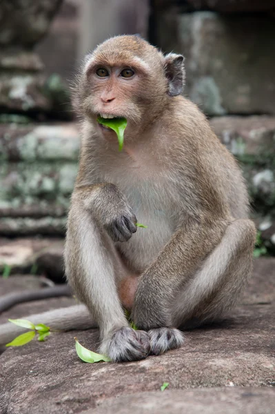 Monkey with leaf in her mouth — Stock Photo, Image