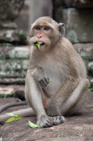Monkey with leaf in mouth — Stock Photo, Image