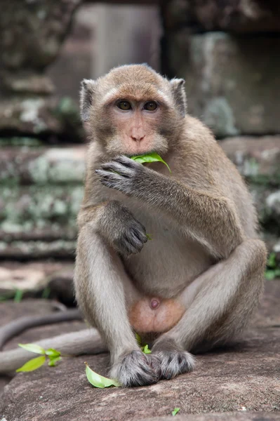 Monkey with leaf — Stock Photo, Image