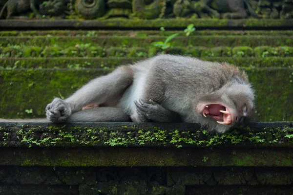 Monkey yawn on the stone — Stock Photo, Image