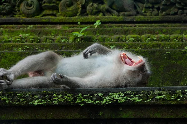 Monkey yawning on the stone — Stock Photo, Image
