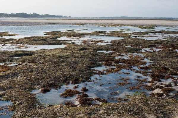 Ocean and beach with green seagrass at sunlight — Stock Photo, Image