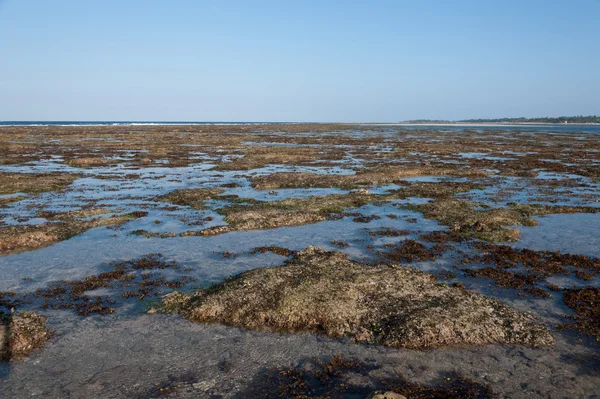 Ocean and beach with green seagrass at sunset — Stock Photo, Image