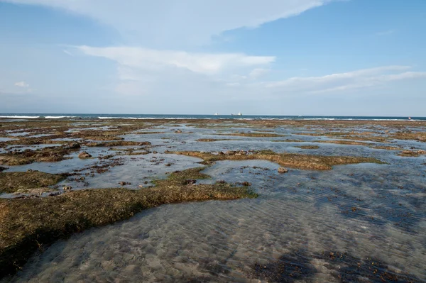Océano y playa con pastos marinos verdes — Foto de Stock