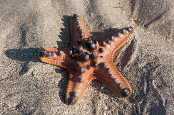 Orange starfish — Stock Photo, Image