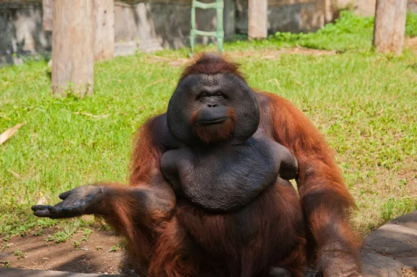 Orangutan in a zoo — Stock Photo, Image