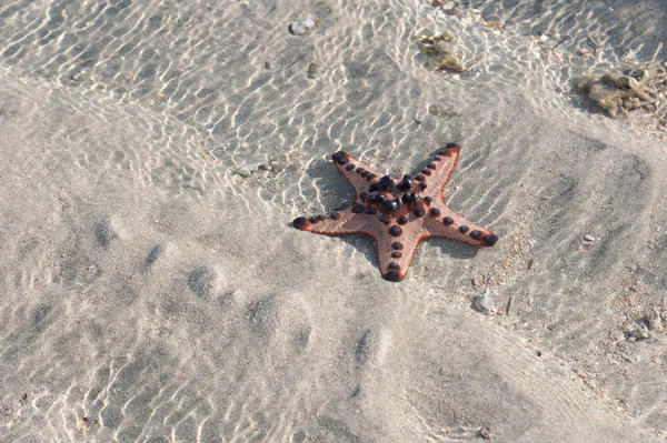 Rosa sjöstjärna ljuger på sand - under vattnet — Stockfoto