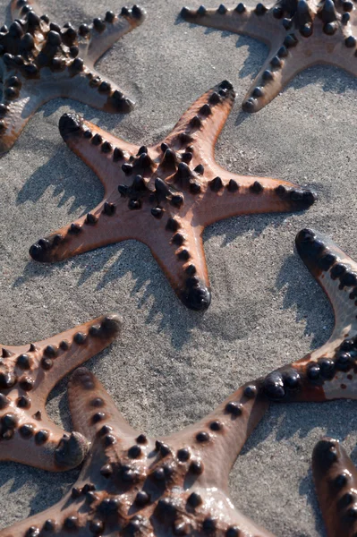 Pink starfish lying on sand — Stock Photo, Image
