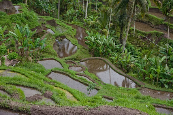 Perkebunan beras teras dengan telapak tangan — Stok Foto