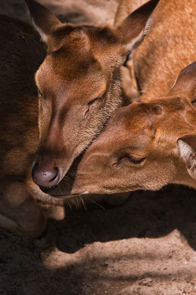 Pretty deer family — Stock Photo, Image