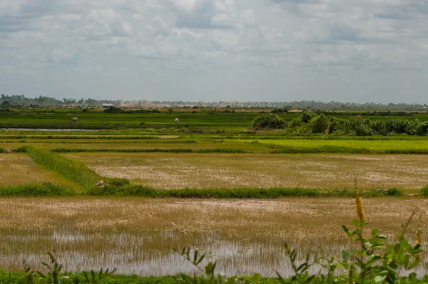 Campo de arroz lleno de agua — Foto de Stock