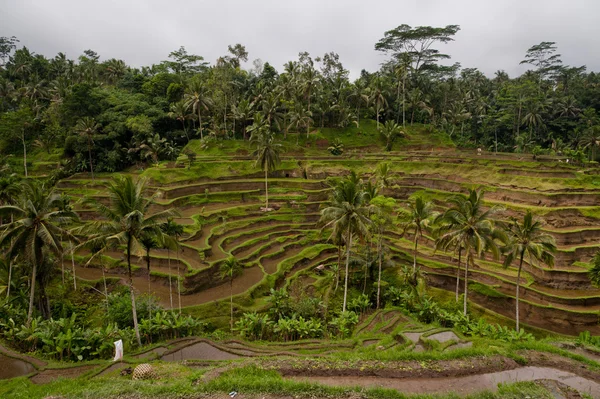 Vistas a terrazas de arroz — Foto de Stock
