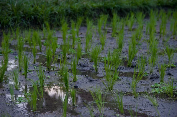 Terraços de arroz com água - close-up — Fotografia de Stock
