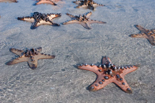 Flera sjöstjärnor liggande på sand med blått vatten — Stockfoto