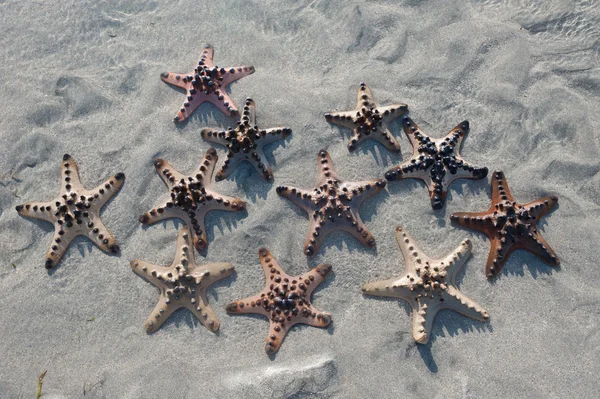 Flera sjöstjärnor är liggande i sanden vid solnedgången — Stockfoto