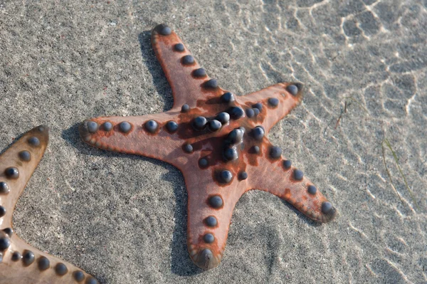 Several Starfish is lying on the white Sand - closeup — Stock Photo, Image