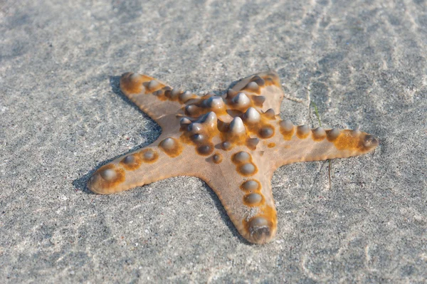 Single orange Starfish is lying on white Sand — Stock Photo, Image