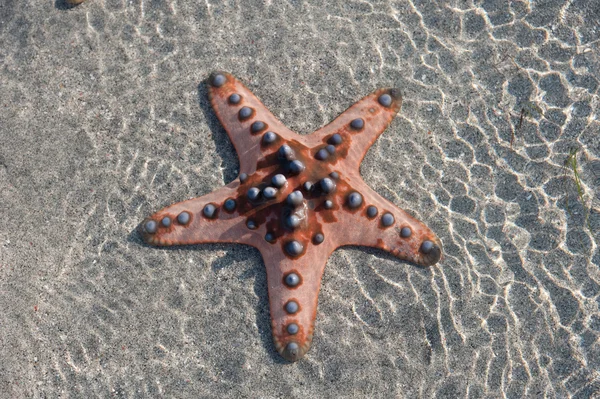 Single pink Starfish is lying on the Sand — Stock Photo, Image