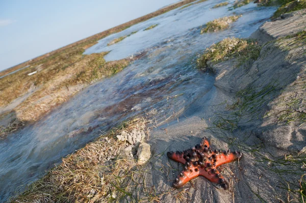 Single Starfish is lying on Sand near water — Stock Photo, Image