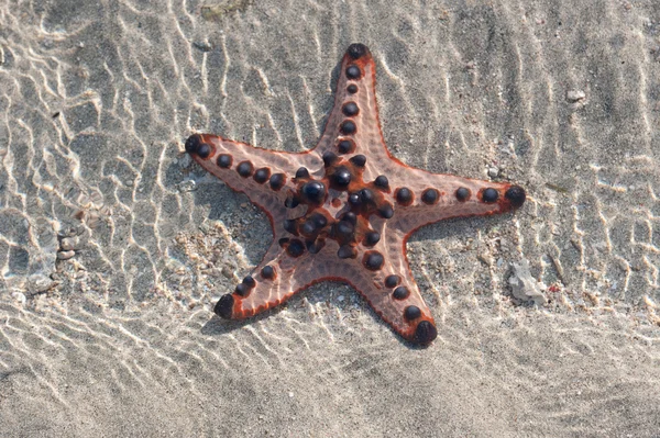 Single Starfish is lying on the Sand - underwater — Stock Photo, Image