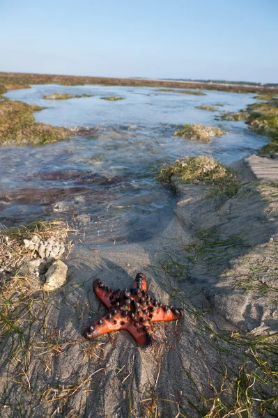 Single Starfish is lying on the Sand near water — Stock Photo, Image