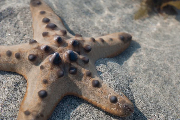 Single Starfish is lying on the Sand with water - closeup — Stock Photo, Image