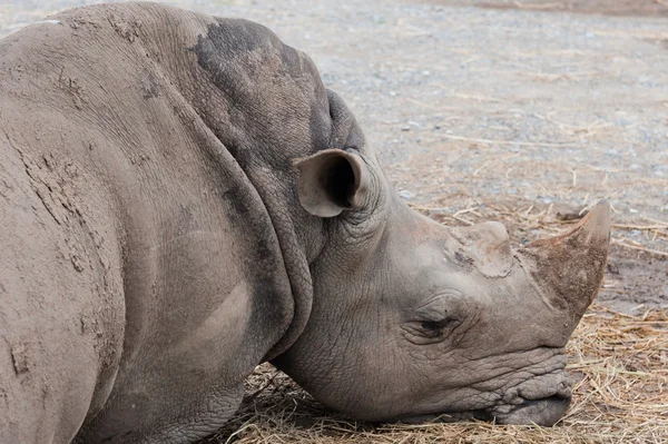 Spanie nosorożec — Zdjęcie stockowe