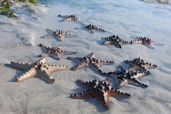 Starfish is lying on Sand with water — Stock Photo, Image