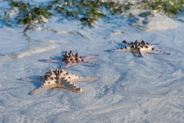Tre sjöstjärna ligger på den vita sanden — Stockfoto