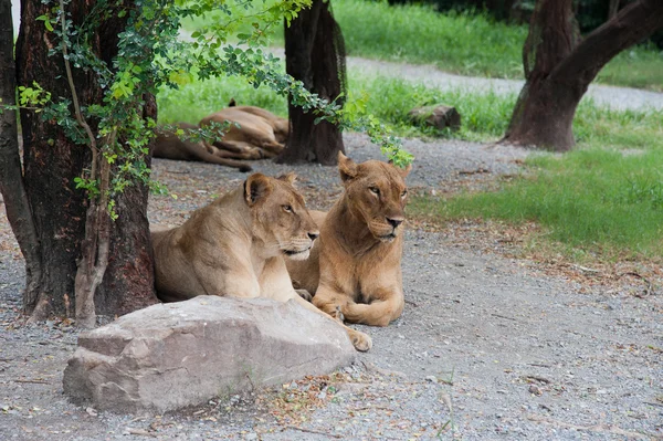 两只母狮 — 图库照片