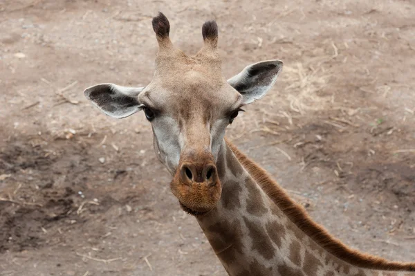 Young Giraffe — Stock Photo, Image