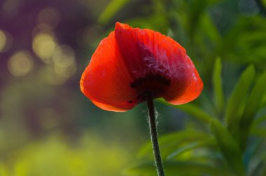 vahşi haşhaş çiçeği