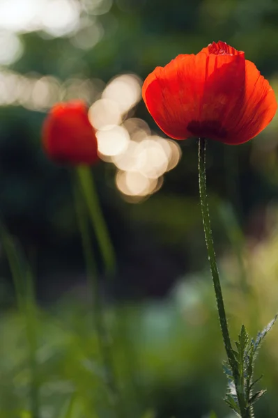 Primer plano de la flor de amapola —  Fotos de Stock