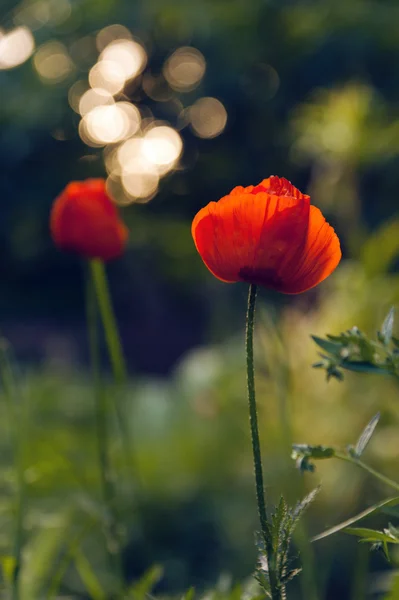 Duas flores de papoula — Fotografia de Stock