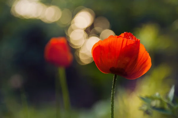 Deux fleurs de pavot rouge — Photo