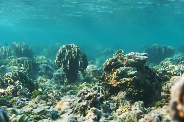 Beautiful reef and coral — Stock Photo, Image