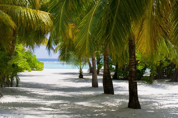 Palms on beach — Stock Photo, Image
