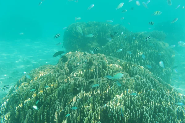 Fische schwimmen in der Nähe von Riff — Stockfoto