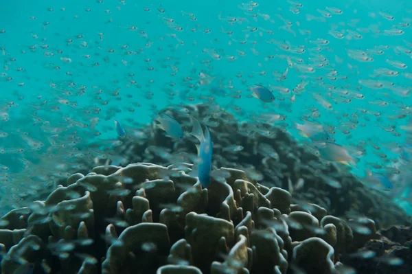 Рыбы плавают возле рифа — стоковое фото