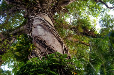 büyük ağaç ormanları içinde
