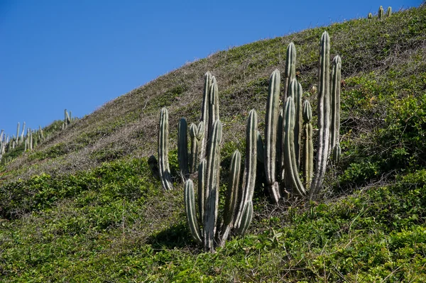 Cactus en la colina de hierba — Foto de Stock