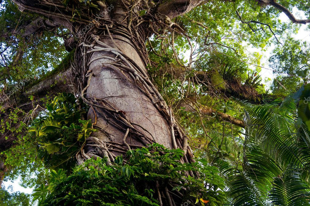 stock photo big tree in jungle