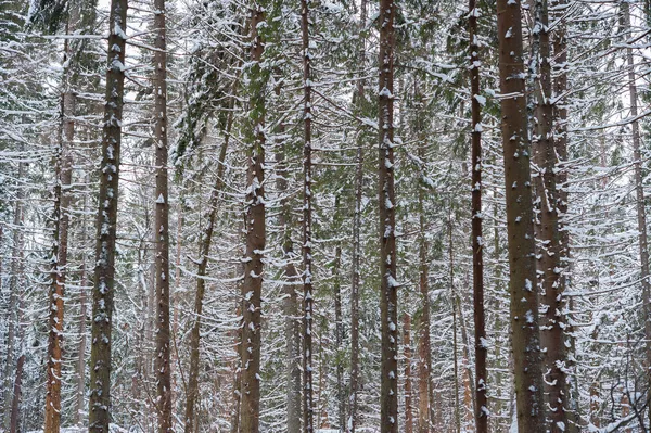 Árboles de invierno —  Fotos de Stock