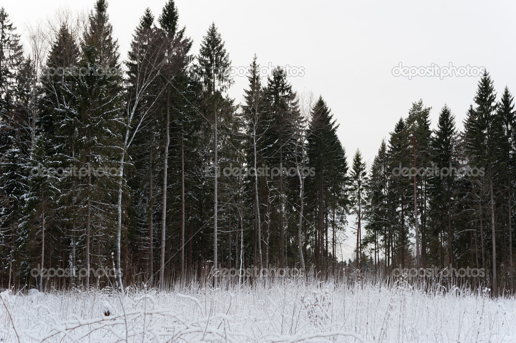 Forest at winter