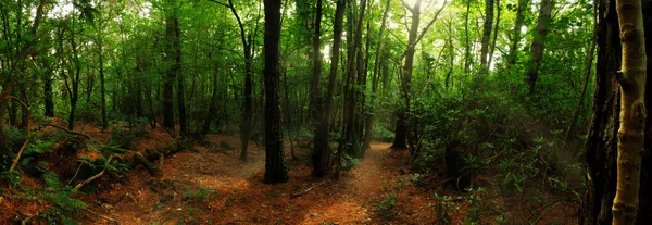 sabah güneşi, ormanın derinliklerinde
