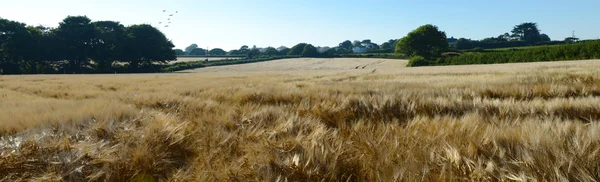 Cornwall pšeničné pole — Stock fotografie