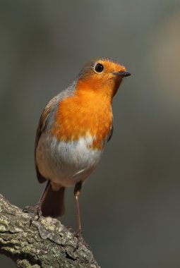 erithacus rubecula robin uyarısı