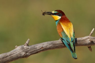 Arı kuşu apiaster arı ile arı kuşugiller